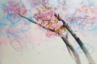<채색 기법>, 김연경, 겹벚꽃나무, 장지에 채색, 53.0x45.0cm